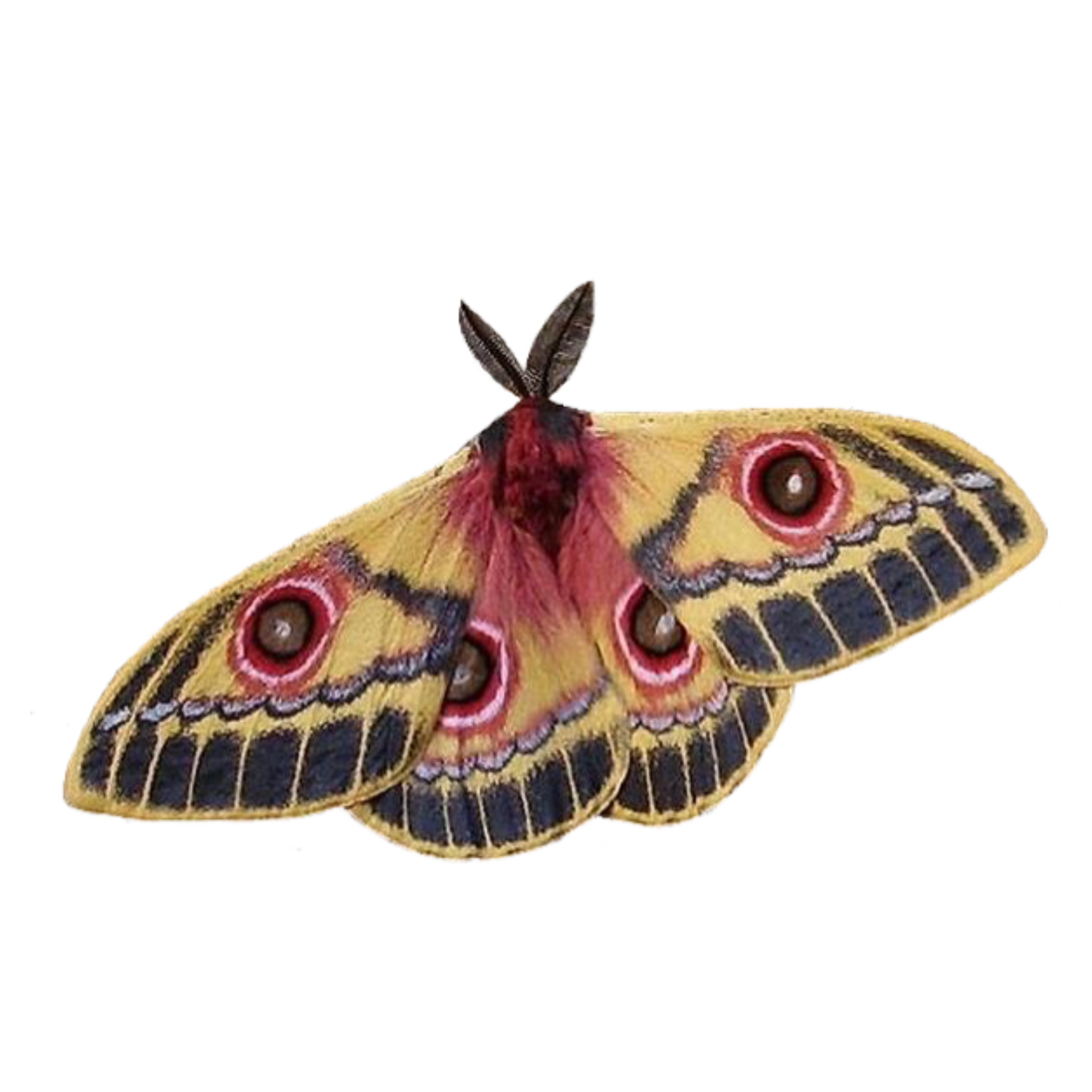 A cool looking moth