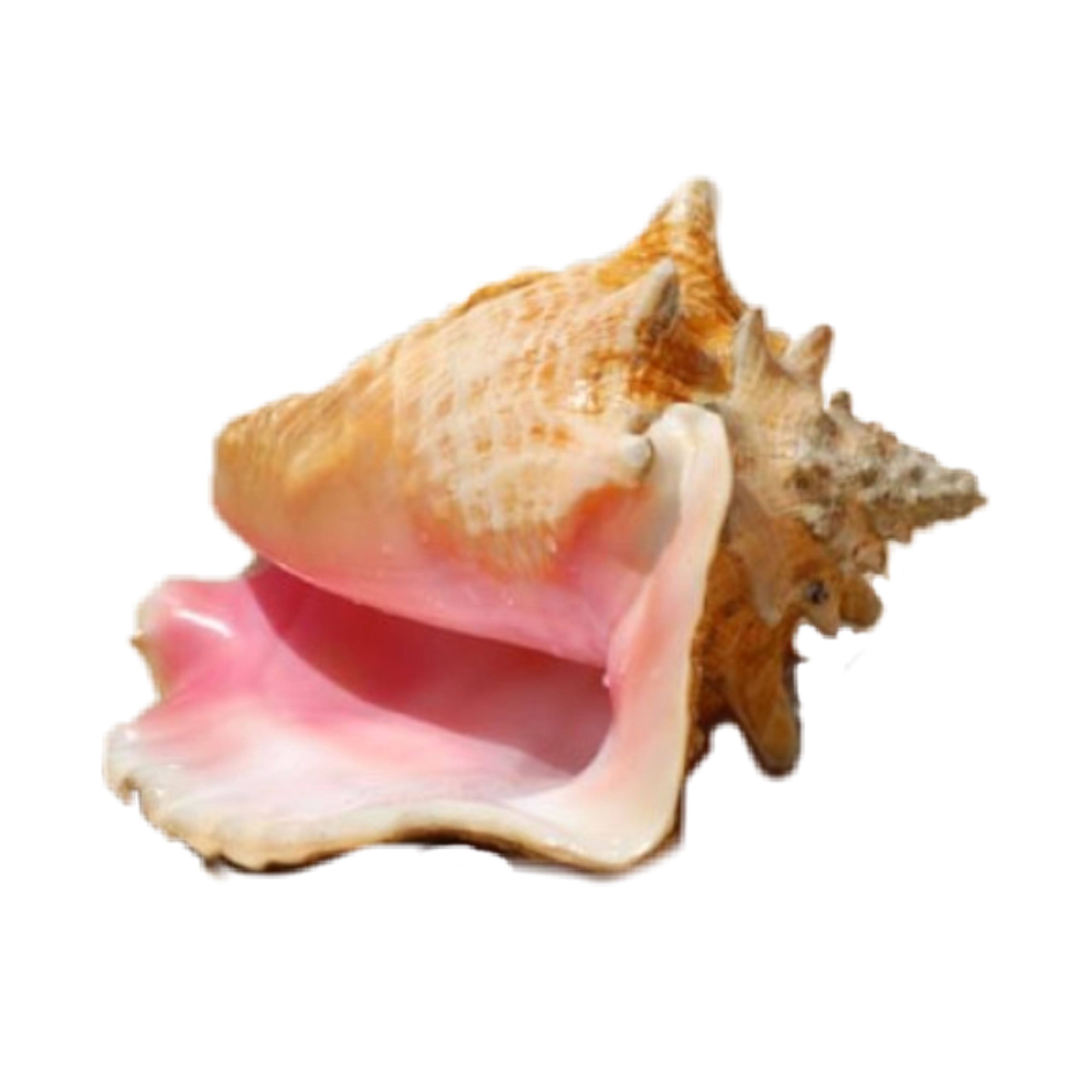 Beach Treasure