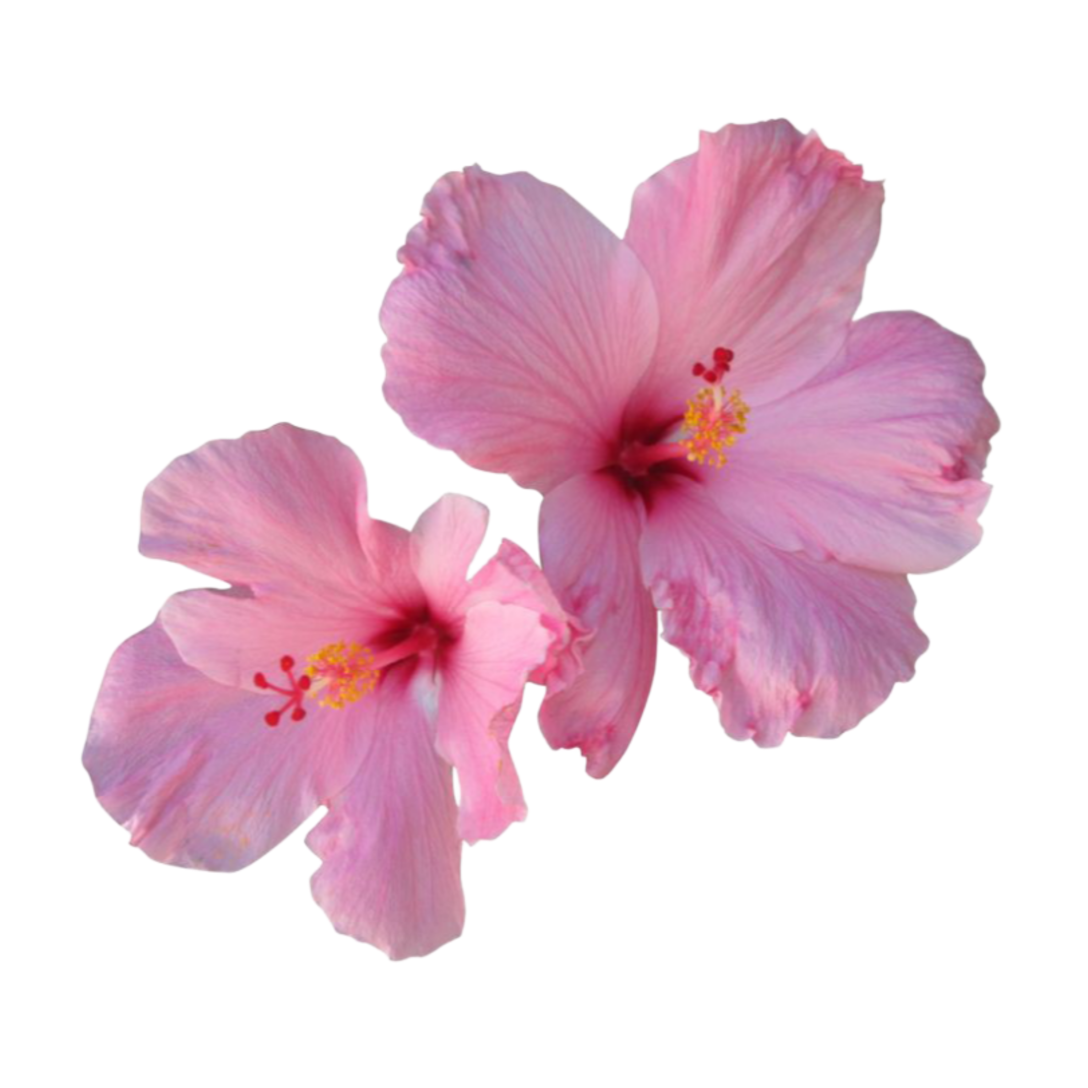 Sweet smelling hibiscus